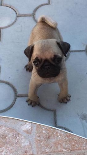 Mops stenci