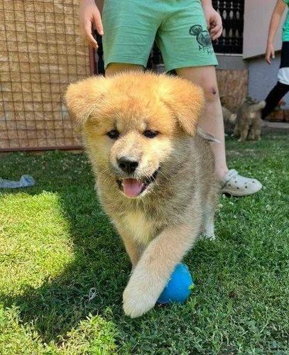 Akita Inu, preslatki štenci