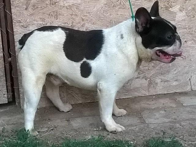 Francuski buldog, mužijak
