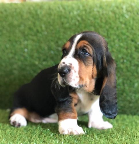 Cuccioli di Basset Hound