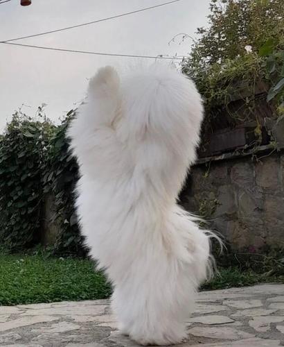 Coton de Tulear (Tulearski pas) štenci