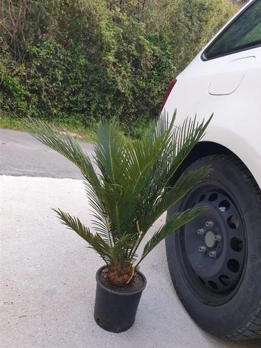 Prodajem 2 cikas palme