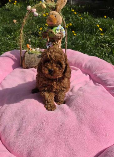 Toy pudle nove bebice