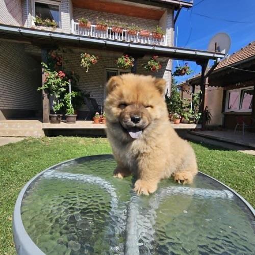 Čau-čau--Chow-chow--mužjaci
