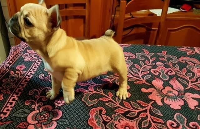 Francuski-buldog--musko-stene-