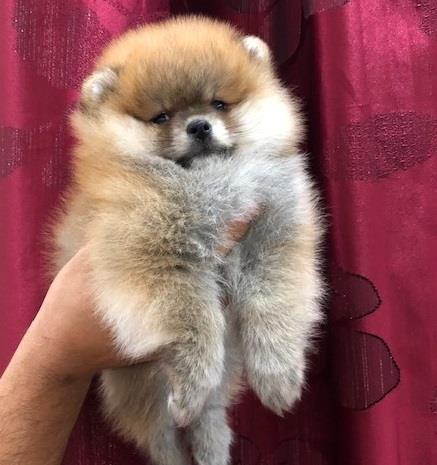 Pomeranac Boo štenci 