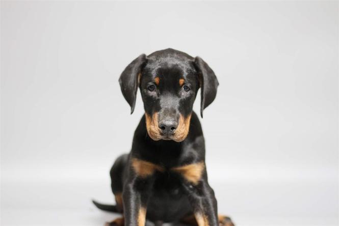 Doberman štene