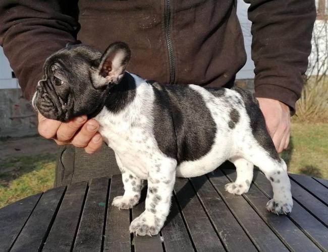 Francuski Buldog