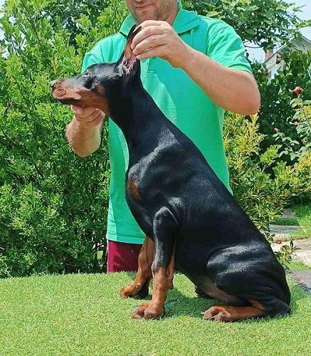 Štenci dobermana 