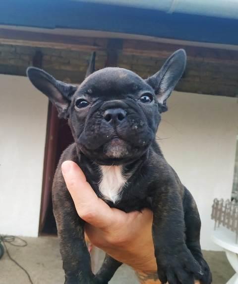 Francuski-buldog--štenci