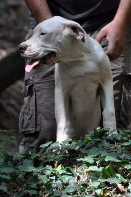 Dogo-argentino--žensko-štene