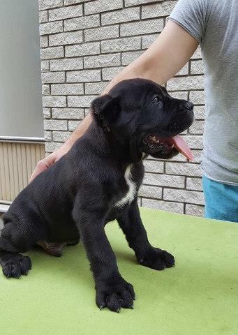CANE CORSO - potomci svetskih sampiona