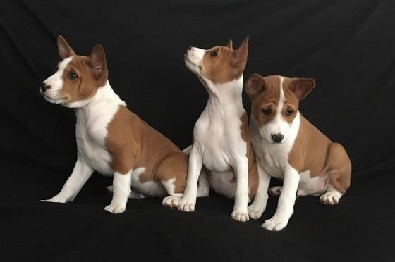 Basenji-štenci