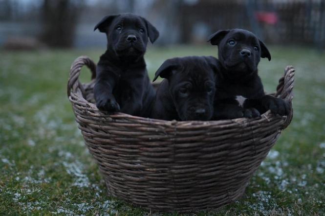 Kane Korso Cane Corso