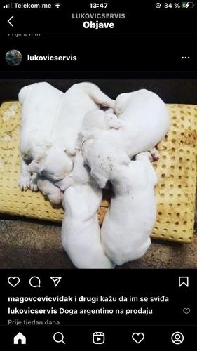 Stene Dogo Argentino