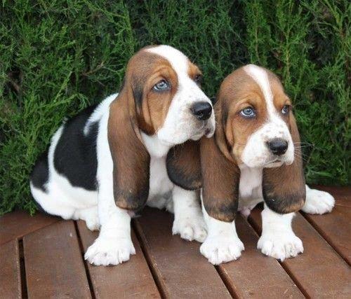 Kc Basset Hound štene