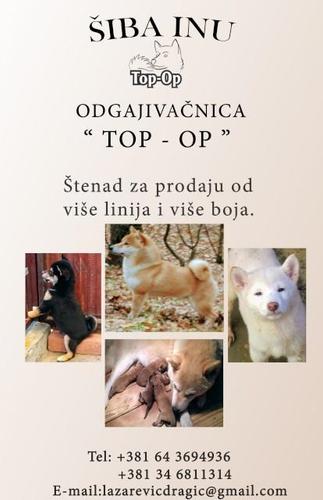 Šiba Inu štenad