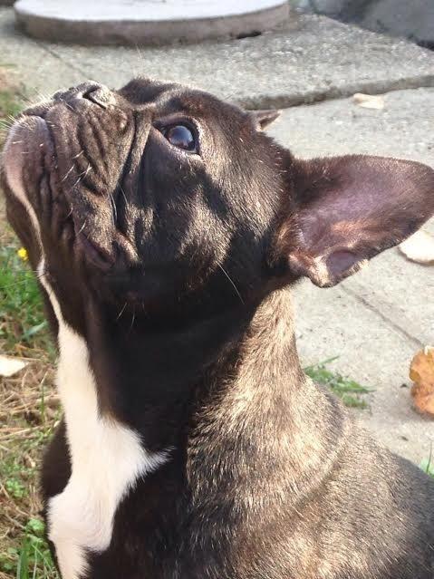 Francuski-buldog-