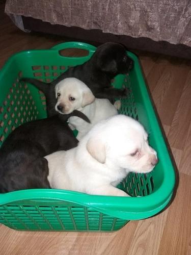 Labrador stenci