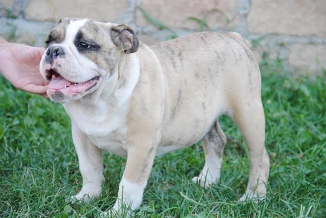 ENGLESKI BULDOG  štenad 