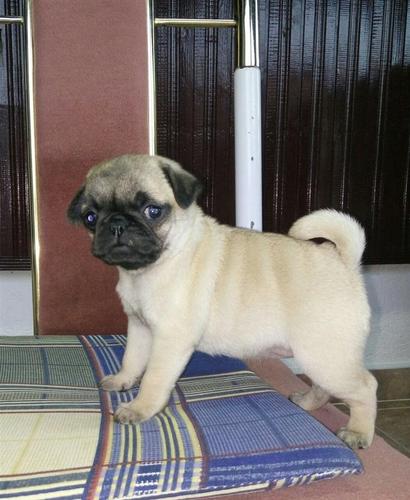 Mops štenci