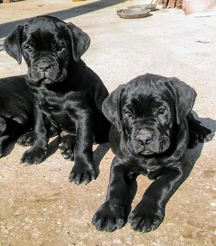 Cane Corso štenci