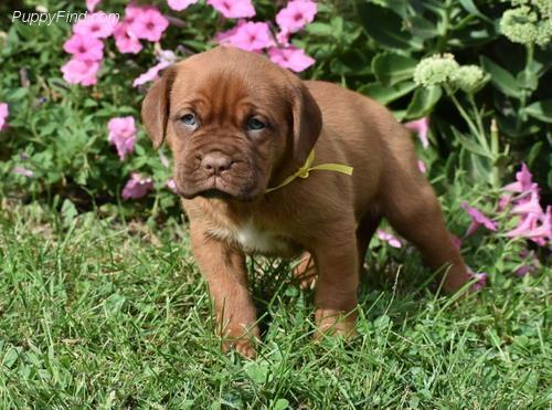 Cuccioli Dogue De Bordeaux