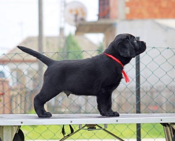 LABRADOR RETRIVER - stenci izlozbenog kvaliteta