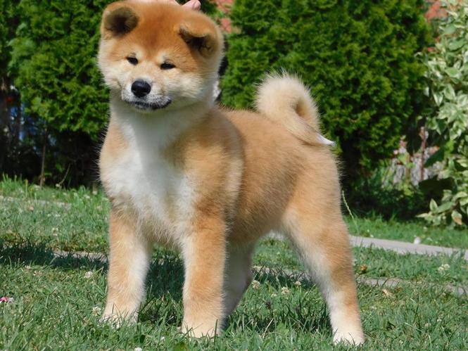 Japanska akita štenci