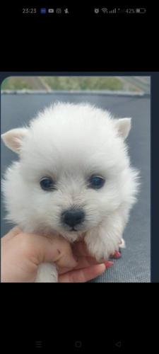 Pomeranski spic