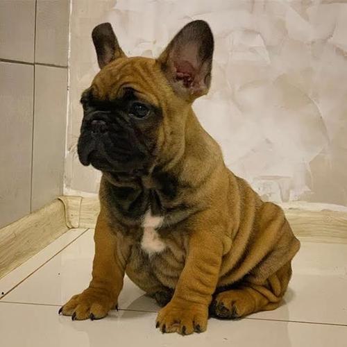 Francuski buldog Od Kuce Don