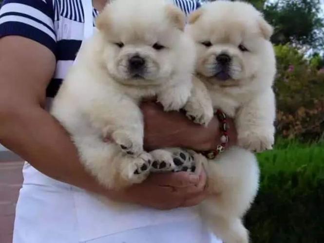 Chow chow