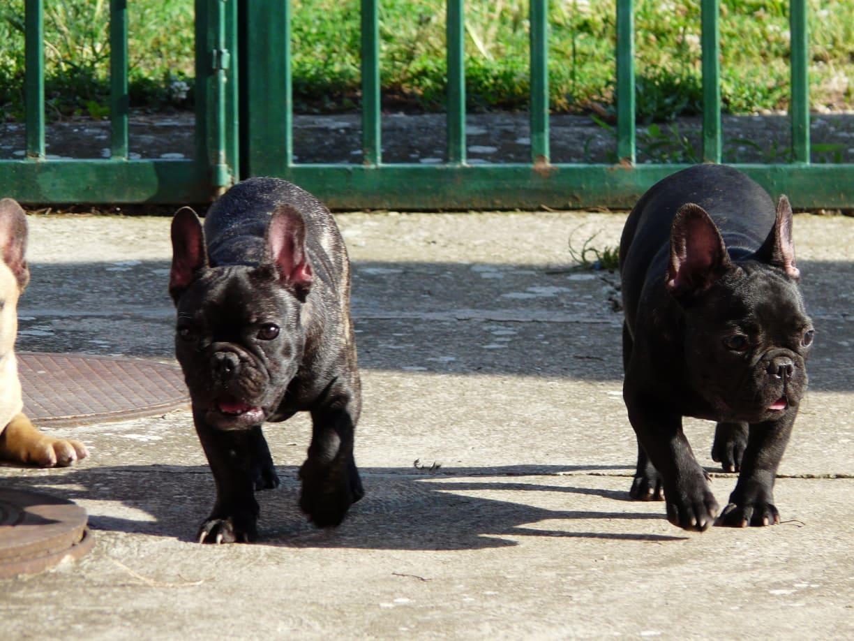 Francuski-buldog-štenci