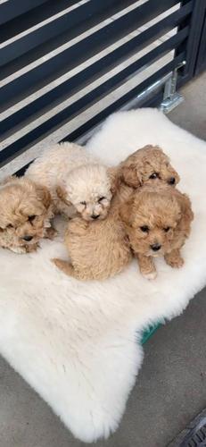 Maltipoo- bipoo