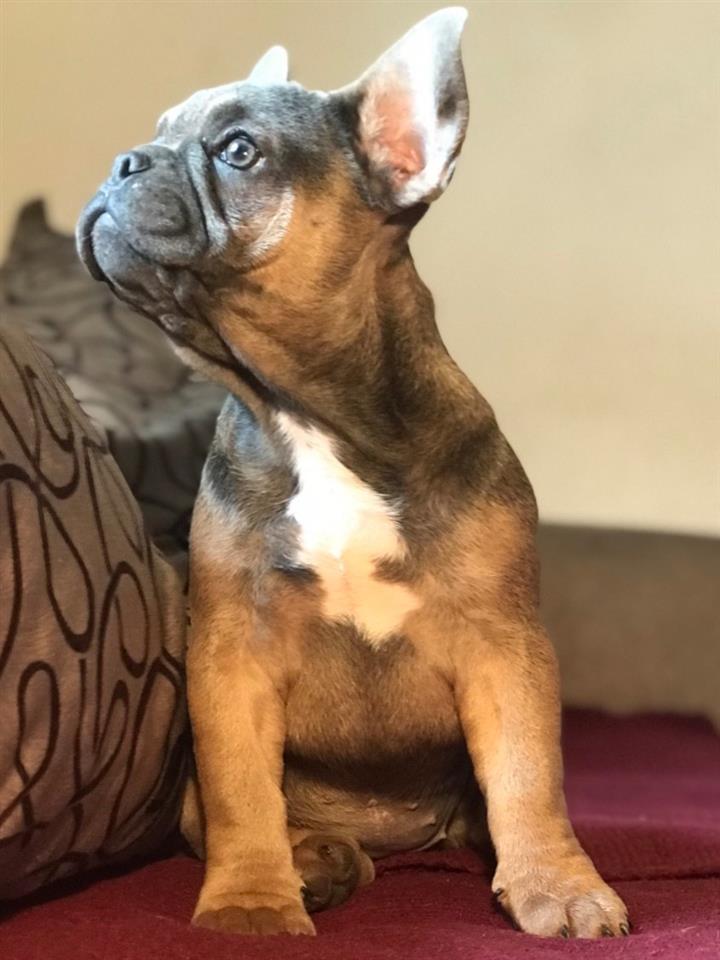 Francuski-Buldog