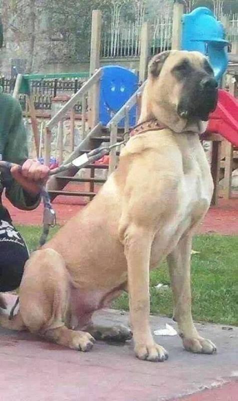 Kangal---Turski-pastirski-pas