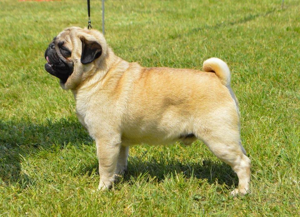 MOPS-vrhunski-stenci-na-prodaju