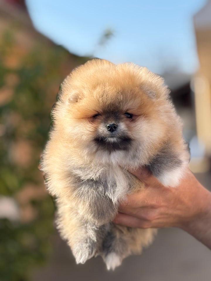 Pomeranac-stenci