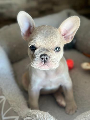 Francuski buldog