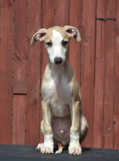 Mali-Engleski-Hrt-Whippet--štenci