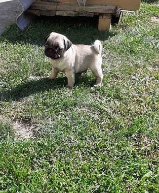 Mops-štenci