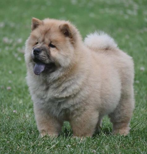Chow Chow Cau Cau Čau Čau