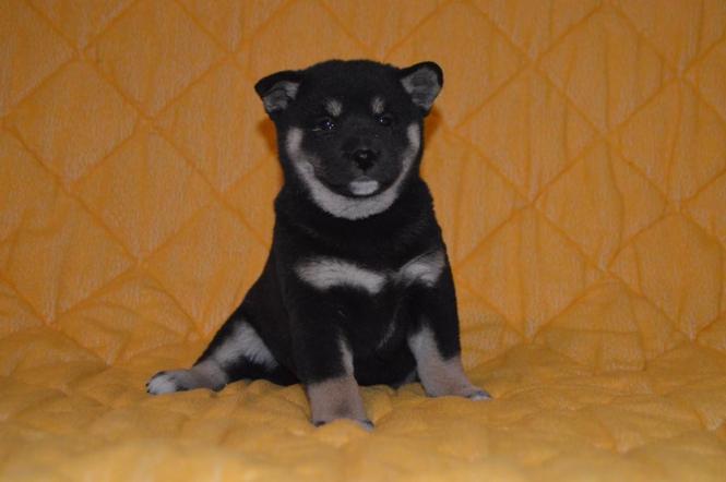 Šiba inu štenci
