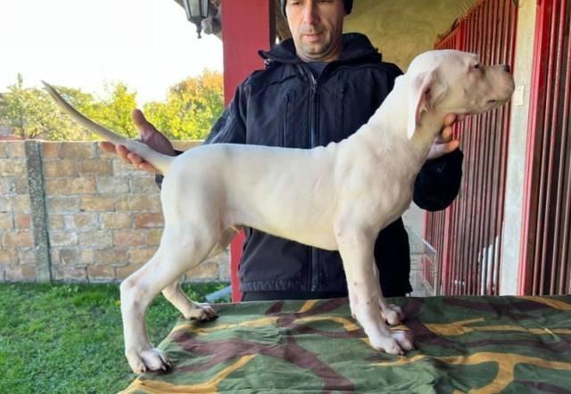 Dogo Argentino, štenci