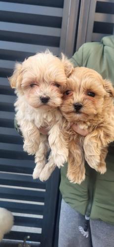 Maltipoo, muško štene
