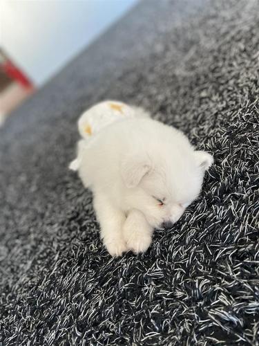 Pomeranski spic