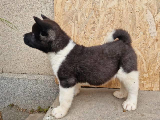Američka Akita štenci