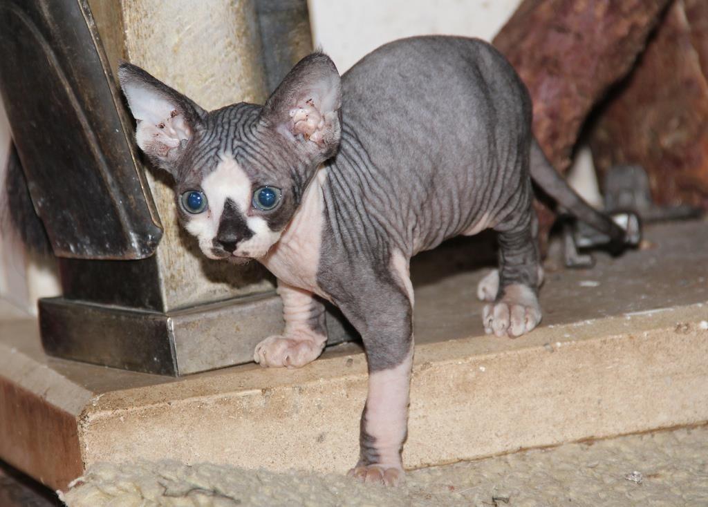 sphynx-mačići