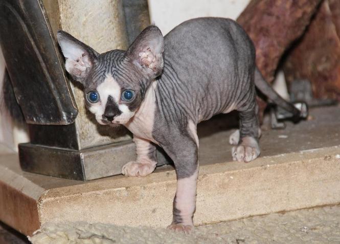 sphynx mačići