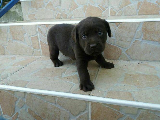 Labrador stenad